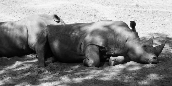 Two rhinoceros sleeping on the ground. lying down vertebrates. black and white