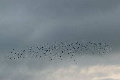 Low angle view of birds flying in sky