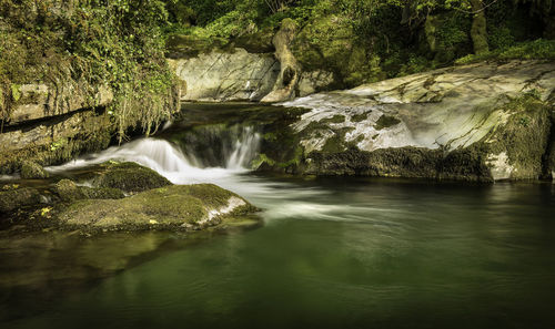 Scenic view of waterfall in forest