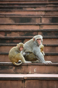 Monkeys checking for fleas and louse in the park