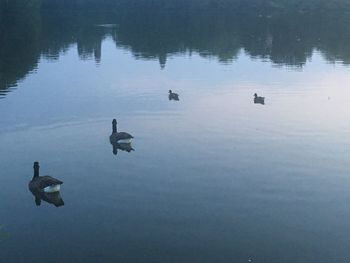 High angle view of ducks swimming in lake