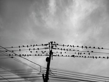 Low angle view of birds perching on cable