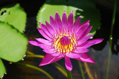 Close-up of pink flower blooming outdoors