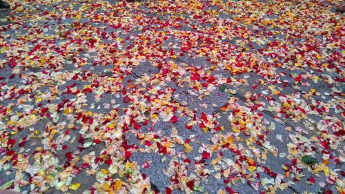 Full frame shot of autumn leaves floating on plant