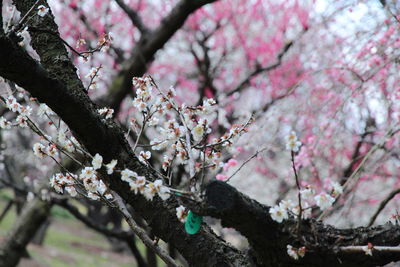 Low angle view of cherry blossom tree