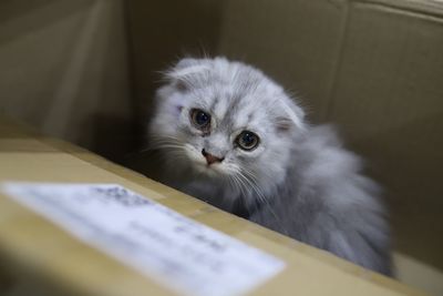 Close-up portrait of cat at home