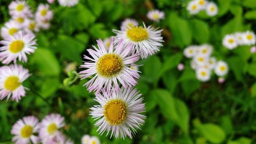 Close-up of white flowering plants on field