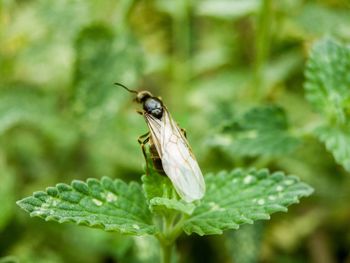 Close-up of insect on leaf