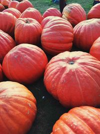 High angle view of pumpkins on field