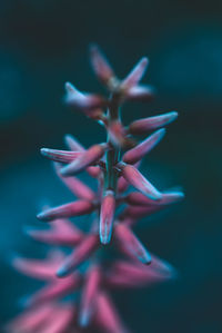 Close-up of flower against blurred background