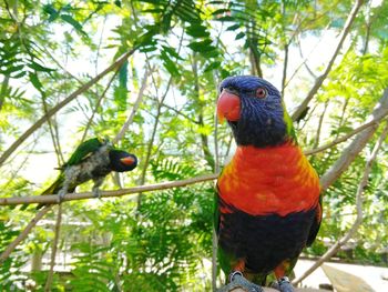 Bird perching on a branch