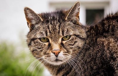 Close-up portrait of cat