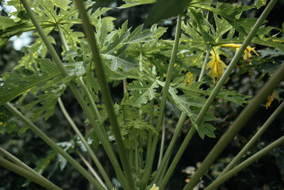 Close-up of raindrops on leaves