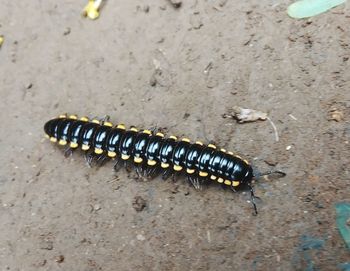 High angle view of insect on sand