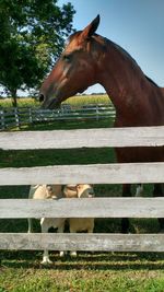 View of horse in ranch