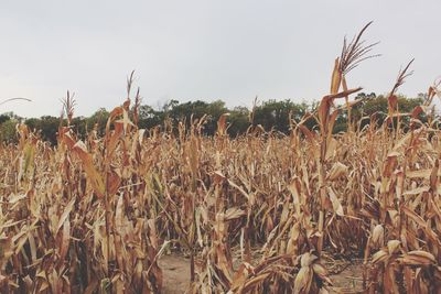 Close-up of plants on field against sky