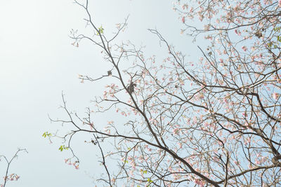 Low angle view of cherry blossoms against clear sky