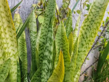 High angle view of succulent plant