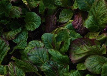 Full frame shot of leaves