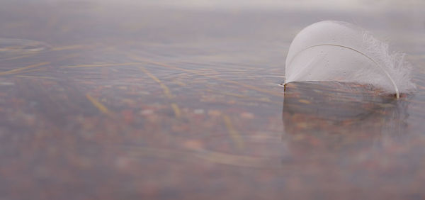 Close-up of leaf floating on water