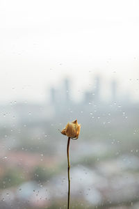 Close-up of raindrops on window during rainy season