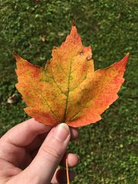 Close-up of hand holding dry leaves