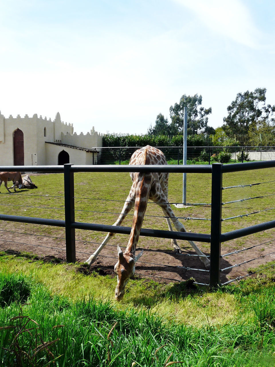 VIEW OF HORSE IN RANCH