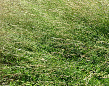 Full frame shot of grassy field