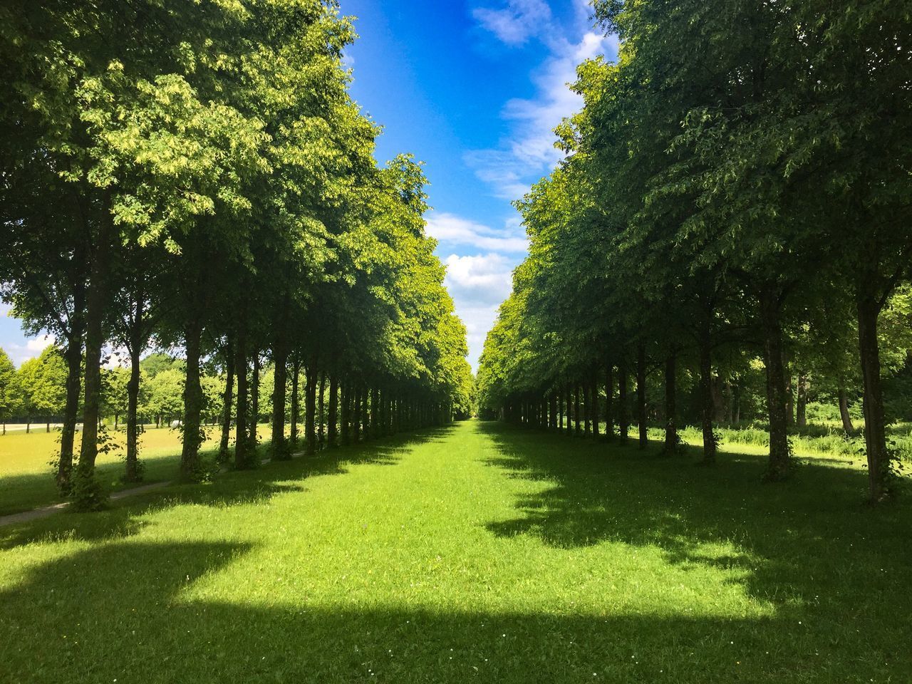 TREES IN PARK