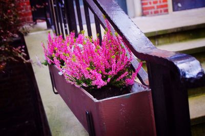 Close-up of pink flowers