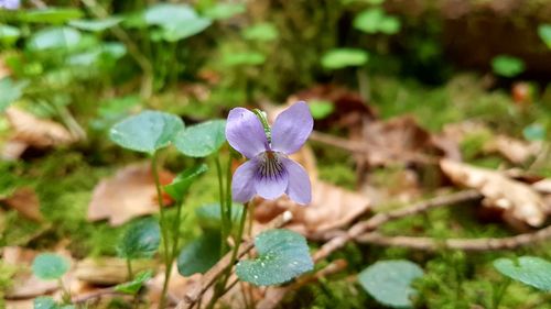 Close-up of purple flowering plant on field