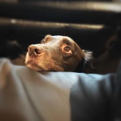 Close-up of dog relaxing on sofa at home