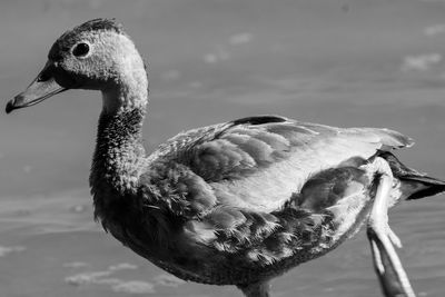 Close-up of swan in lake