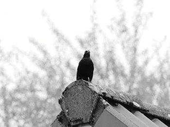 Low angle view of bird perching against sky