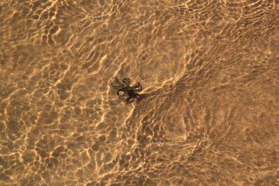 High angle view of lizard on sand