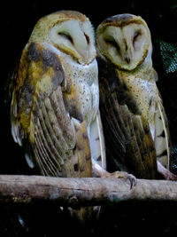 Close-up of bird perching on wood