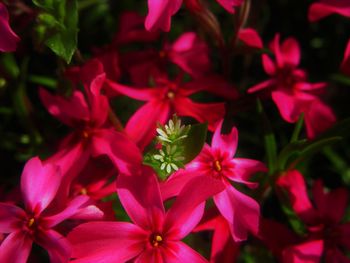 Close-up of pink flowering plants