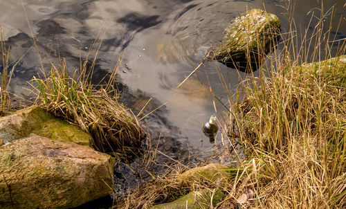 Close-up of water in sand