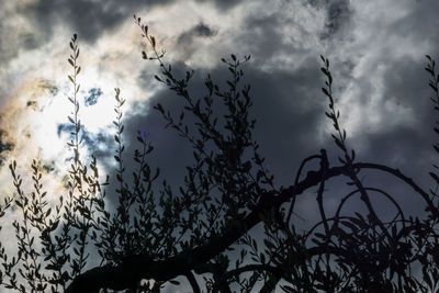 Low angle view of silhouette tree against sky