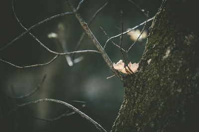 Close-up of dry leaf on bare tree