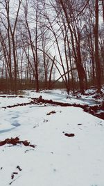 Bare trees on snow covered landscape