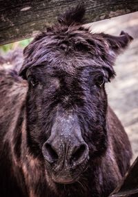 Close-up portrait of a horse