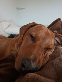 Close-up of a dog resting on bed