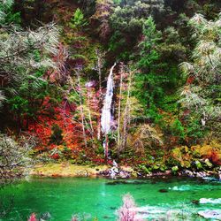 Trees by water against sky