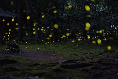 View of illuminated trees