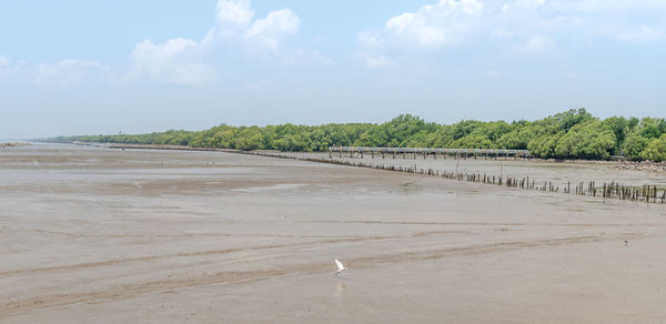 The seagulls fly over sea and mangrove forests in a sunny day at samut sakorn, thailand.