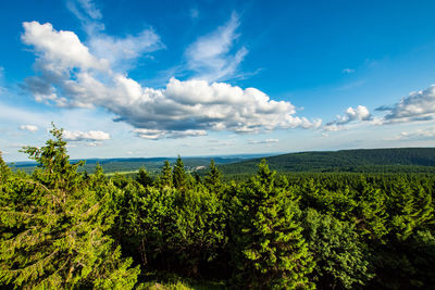 Plants growing on land against sky