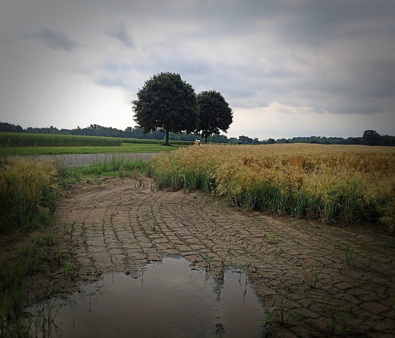 sky, tranquility, tranquil scene, tree, nature, field, scenics, beauty in nature, growth, landscape, grass, cloud - sky, water, rural scene, plant, cloud, green color, reflection, outdoors, idyllic