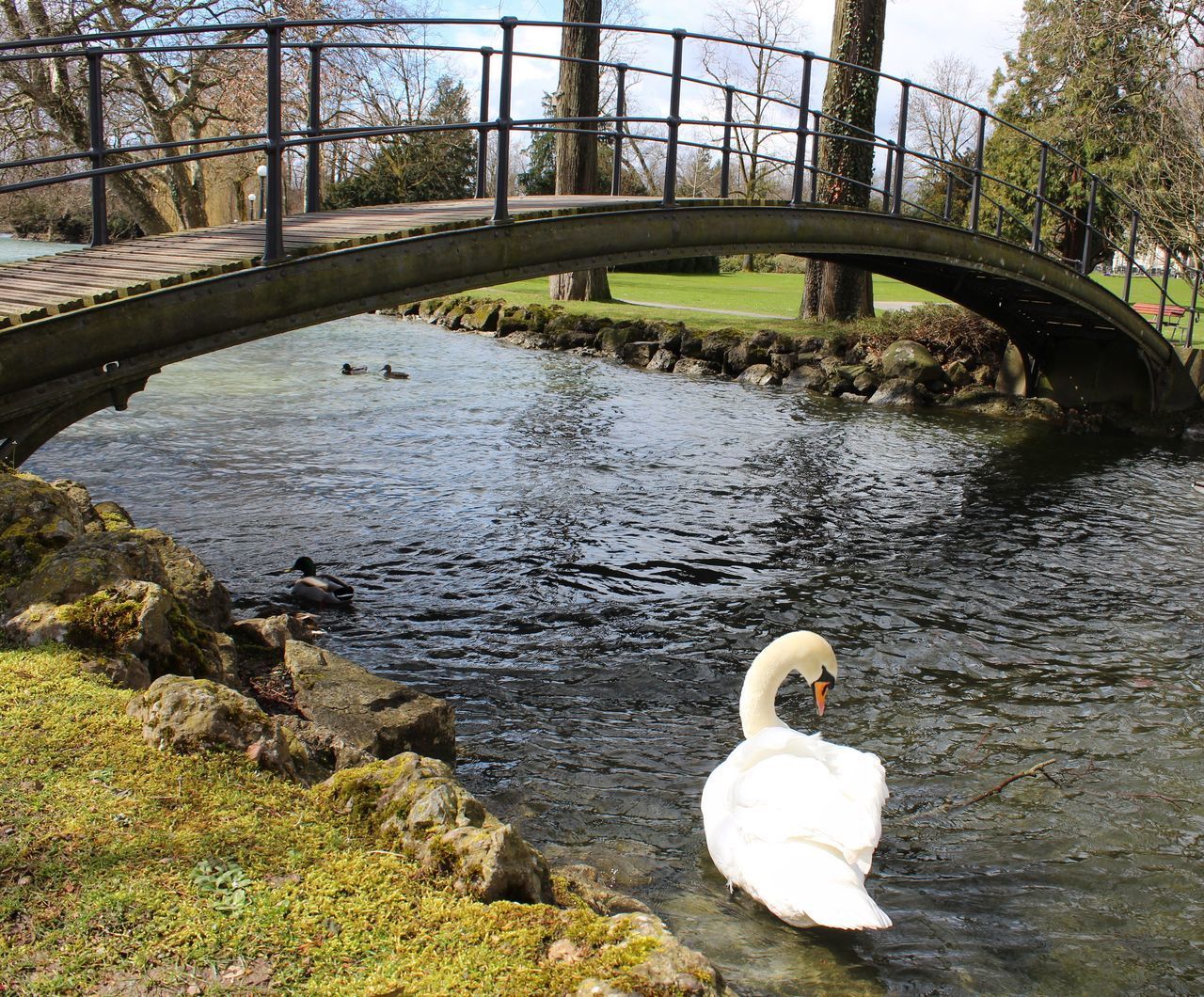 VIEW OF SWAN SWIMMING IN LAKE