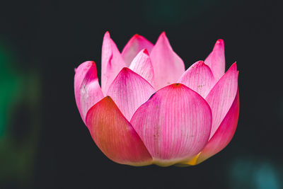 Close-up of pink lily against black background